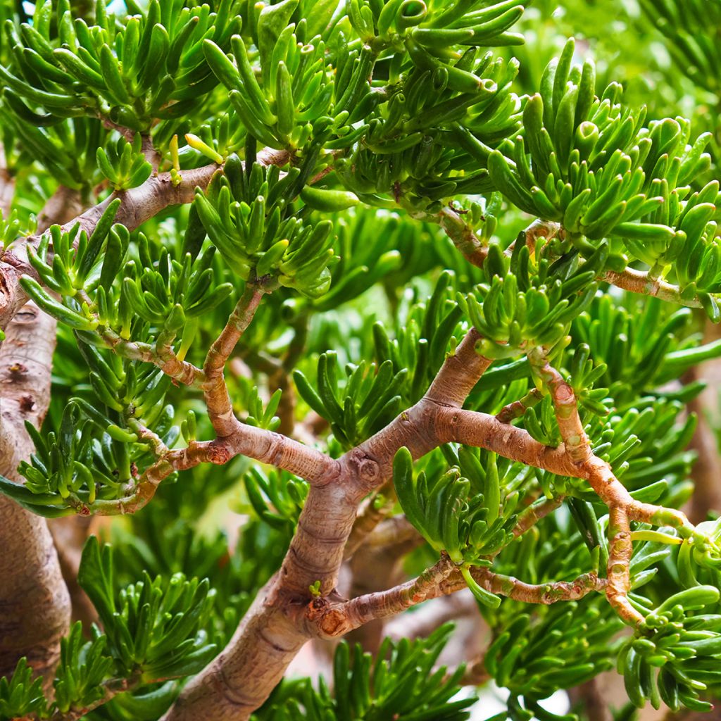 Crassula ovata Gollum (Coral) - Geldbaum