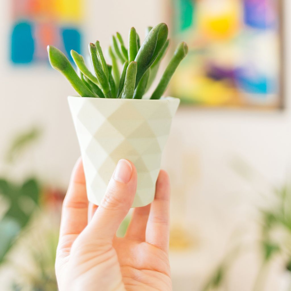 Crassula ovata Gollum (Coral) - Geldbaum