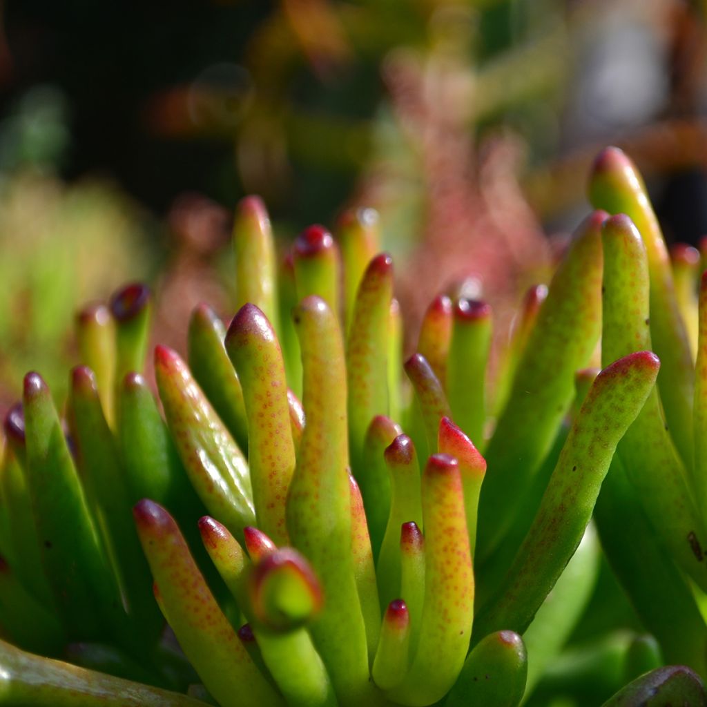 Crassula ovata Gollum (Coral) - Geldbaum