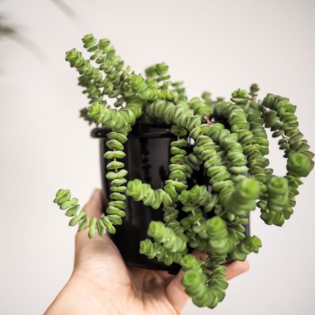 Crassula rupestris subsp. marnieriana - Felsen-Dickblatt