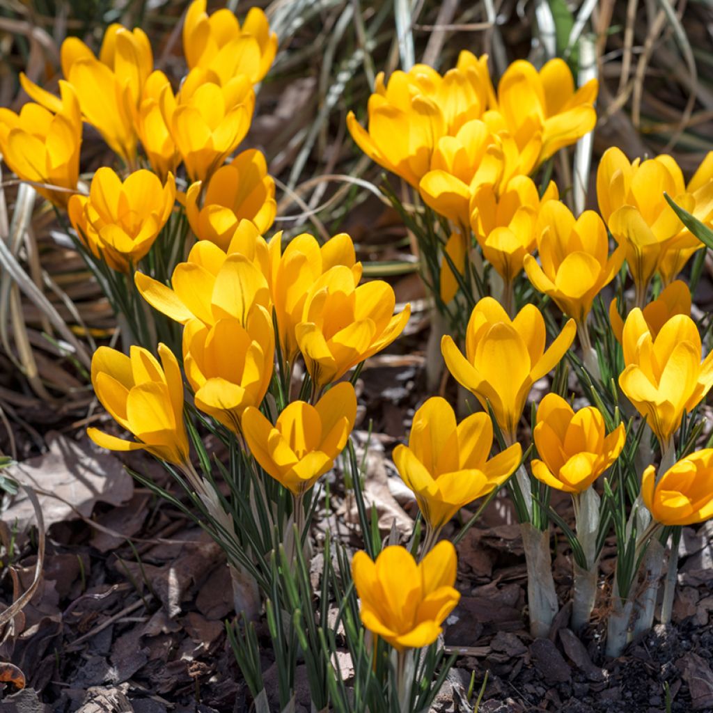Großblütiger Krokus Golden Yellow - Crocus