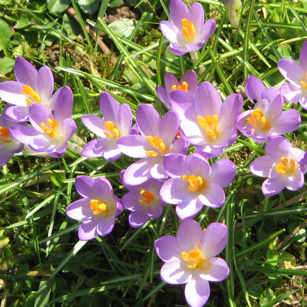 Crocus tommasinianus Barr's Purple - Crocus de Thomas