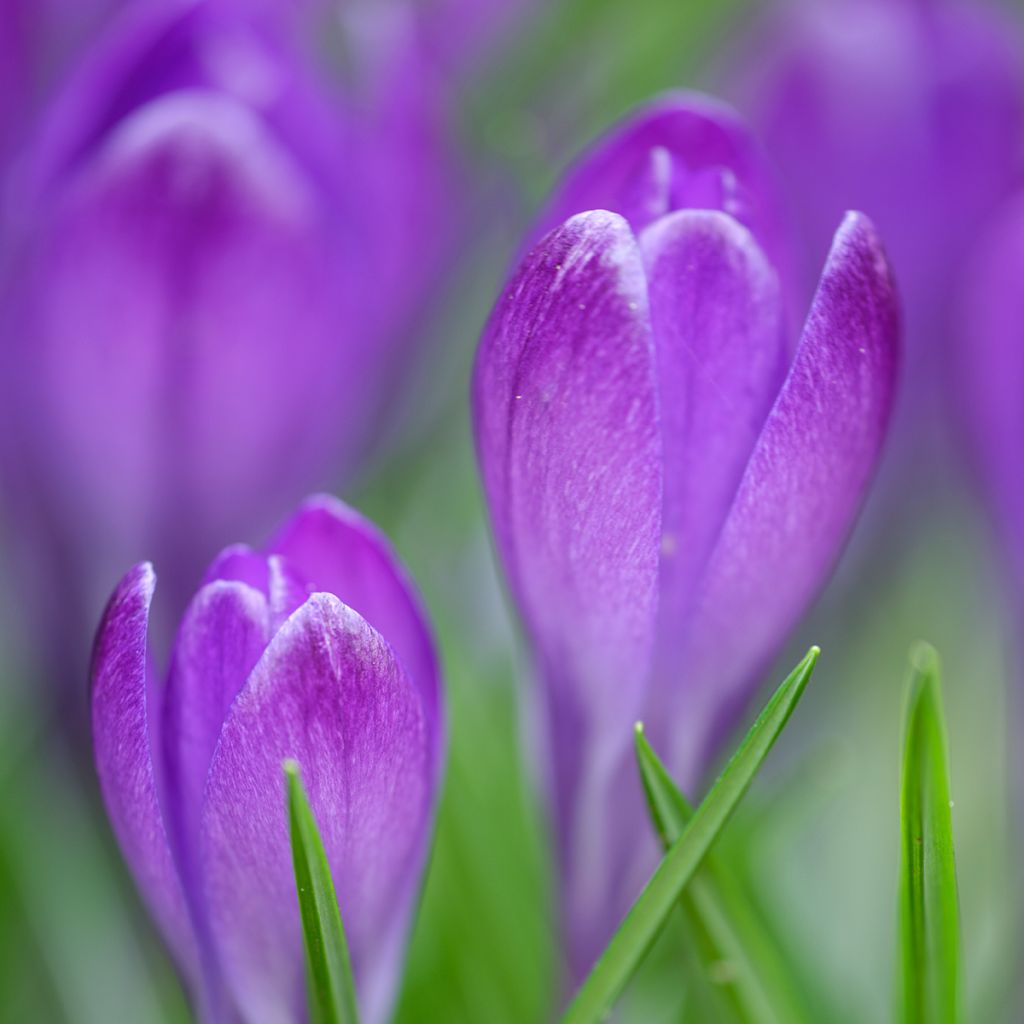 Elfen-Krokus Blue Ocean - Crocus tommasinianus