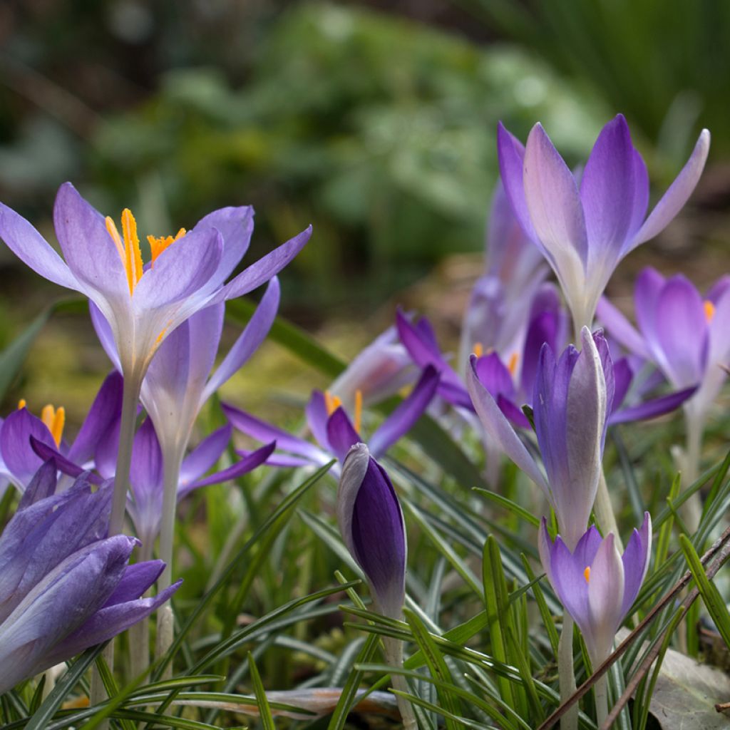 Crocus tommasinianus Lilac Beauty