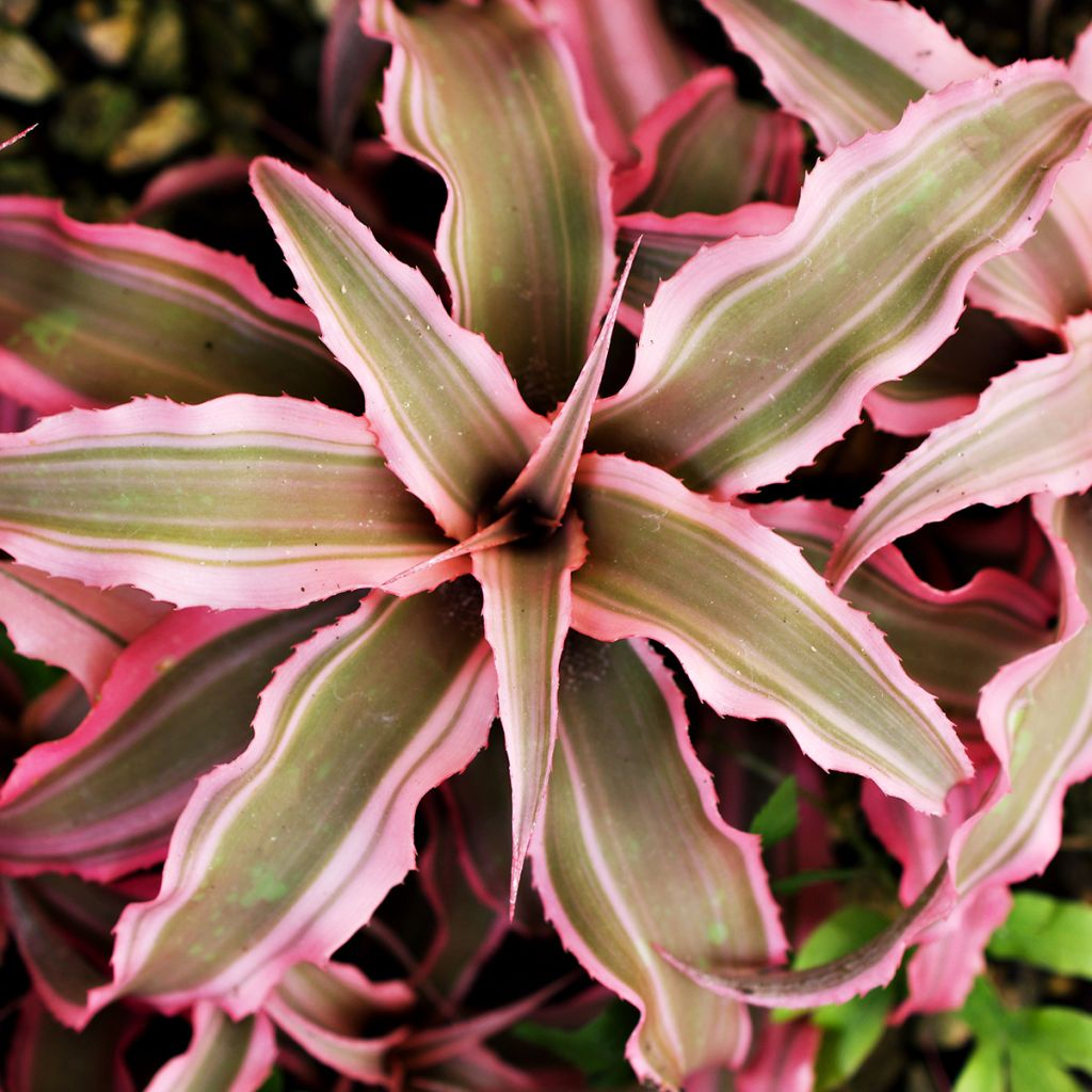 Cryptanthus Pink Star - Erdbromelie