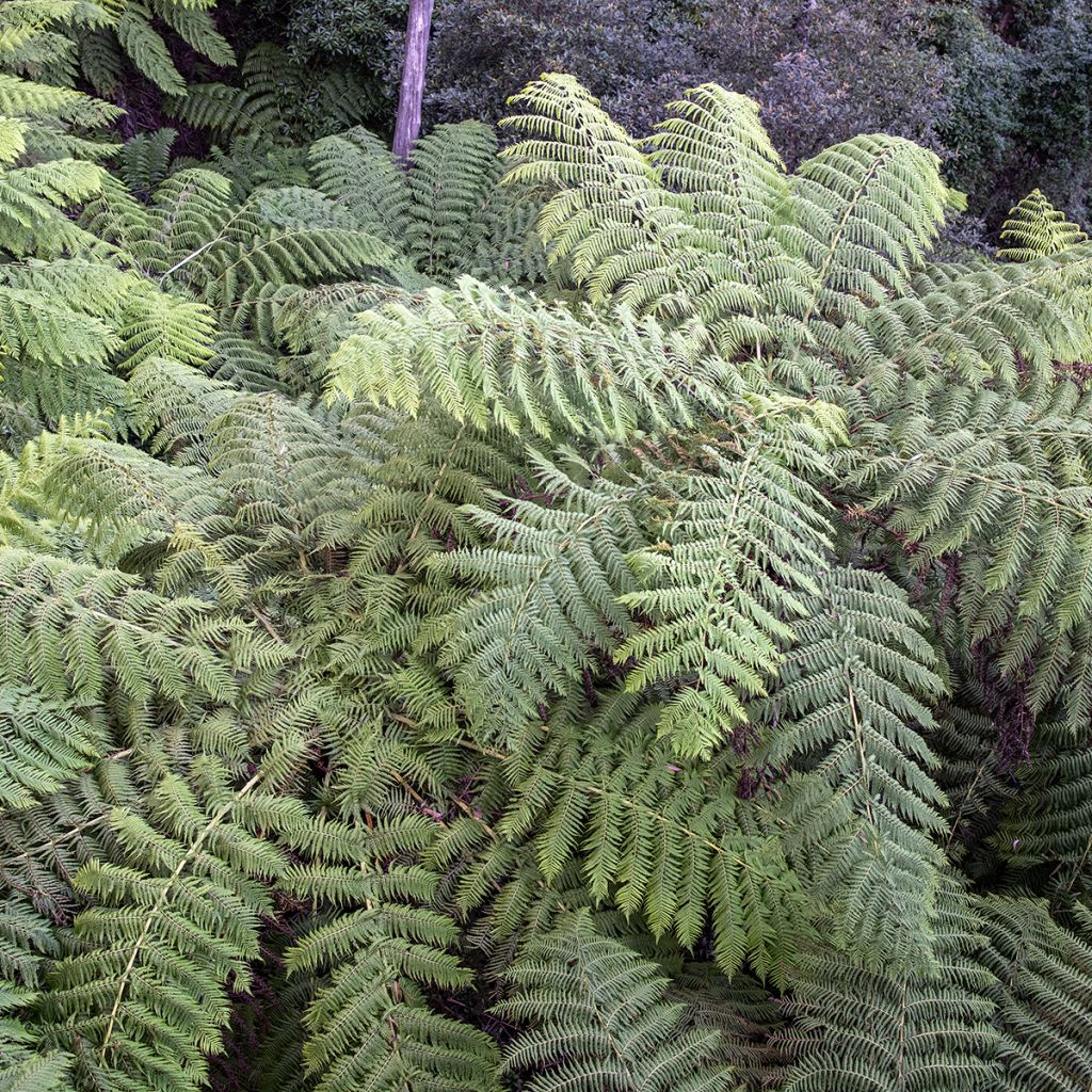 Cyathea australis - Australischer Baumfarn