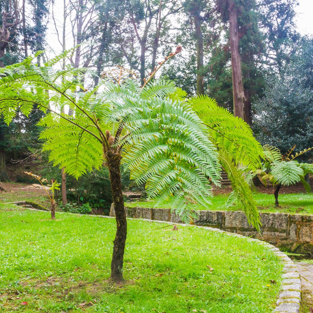 Cyathea cooperi - Australischer Baumfarn