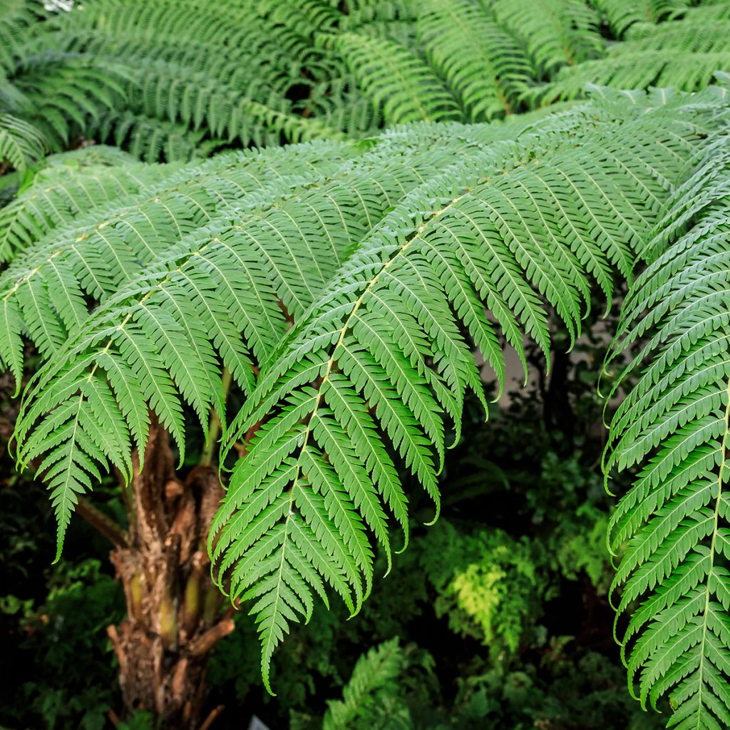 Cyathea cooperi - Australischer Baumfarn