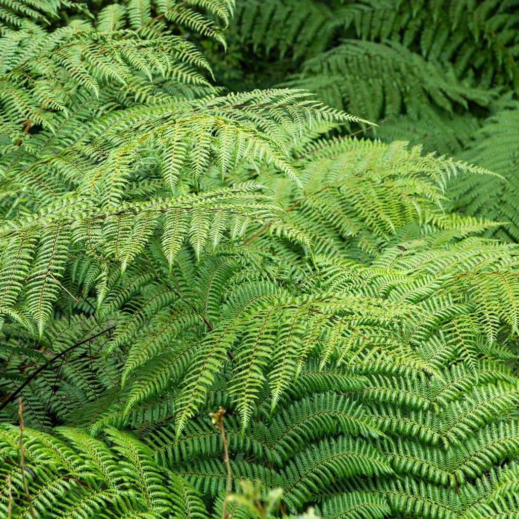 Cyathea dealbata - Silberfarn