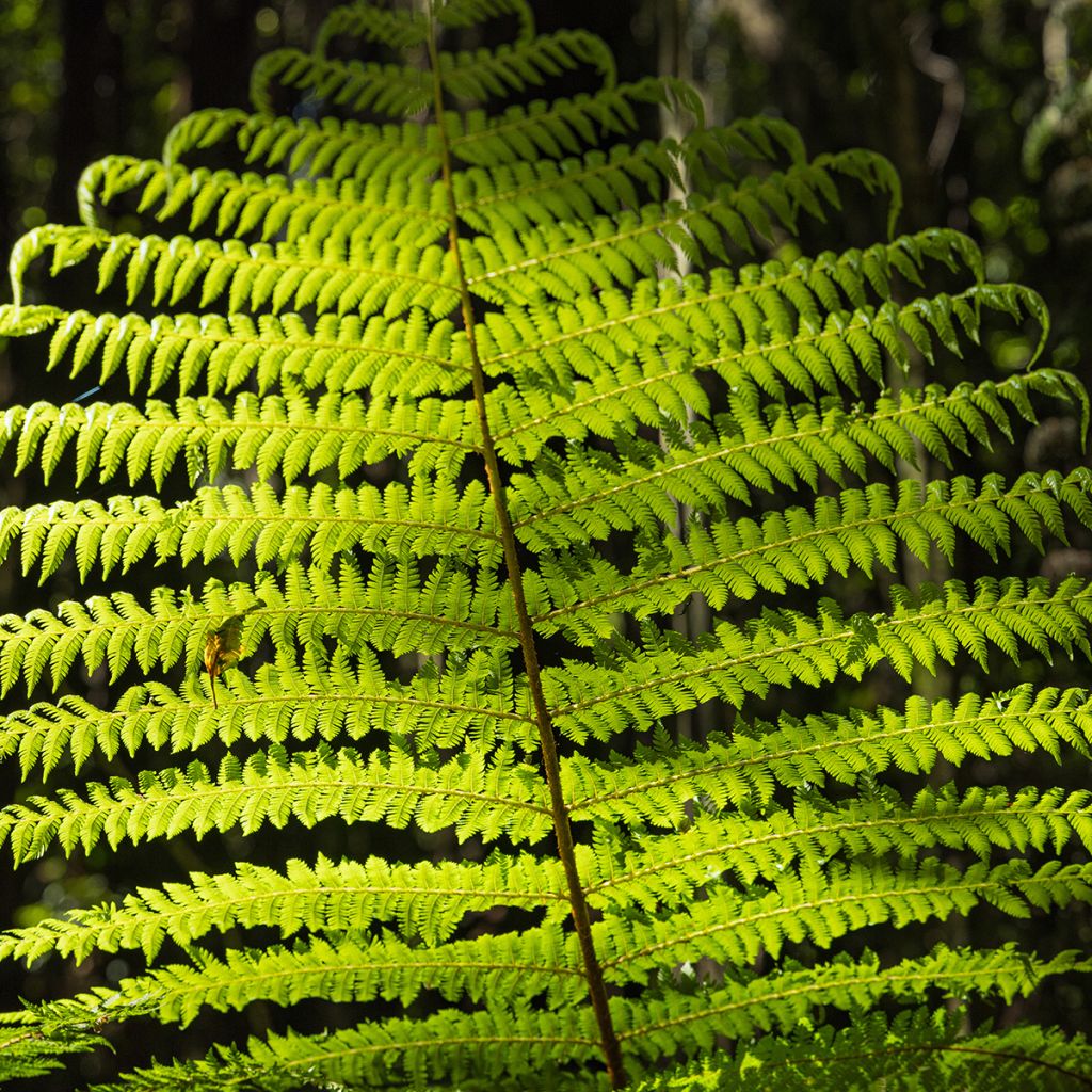 Cyathea medullaris - Schwarzer Baumfarn