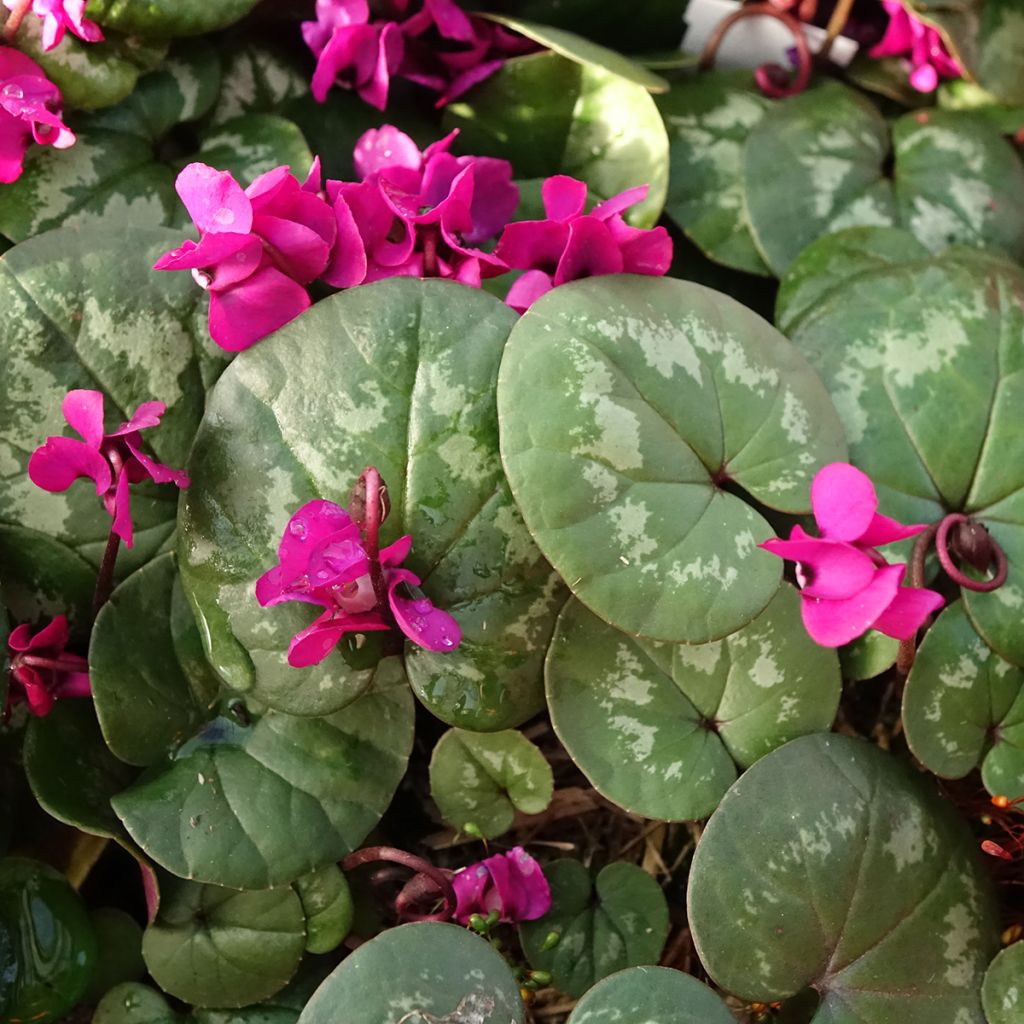 Cyclamen coum Meaden's Crimson feuillage marbré - Frühlings Alpenveilche