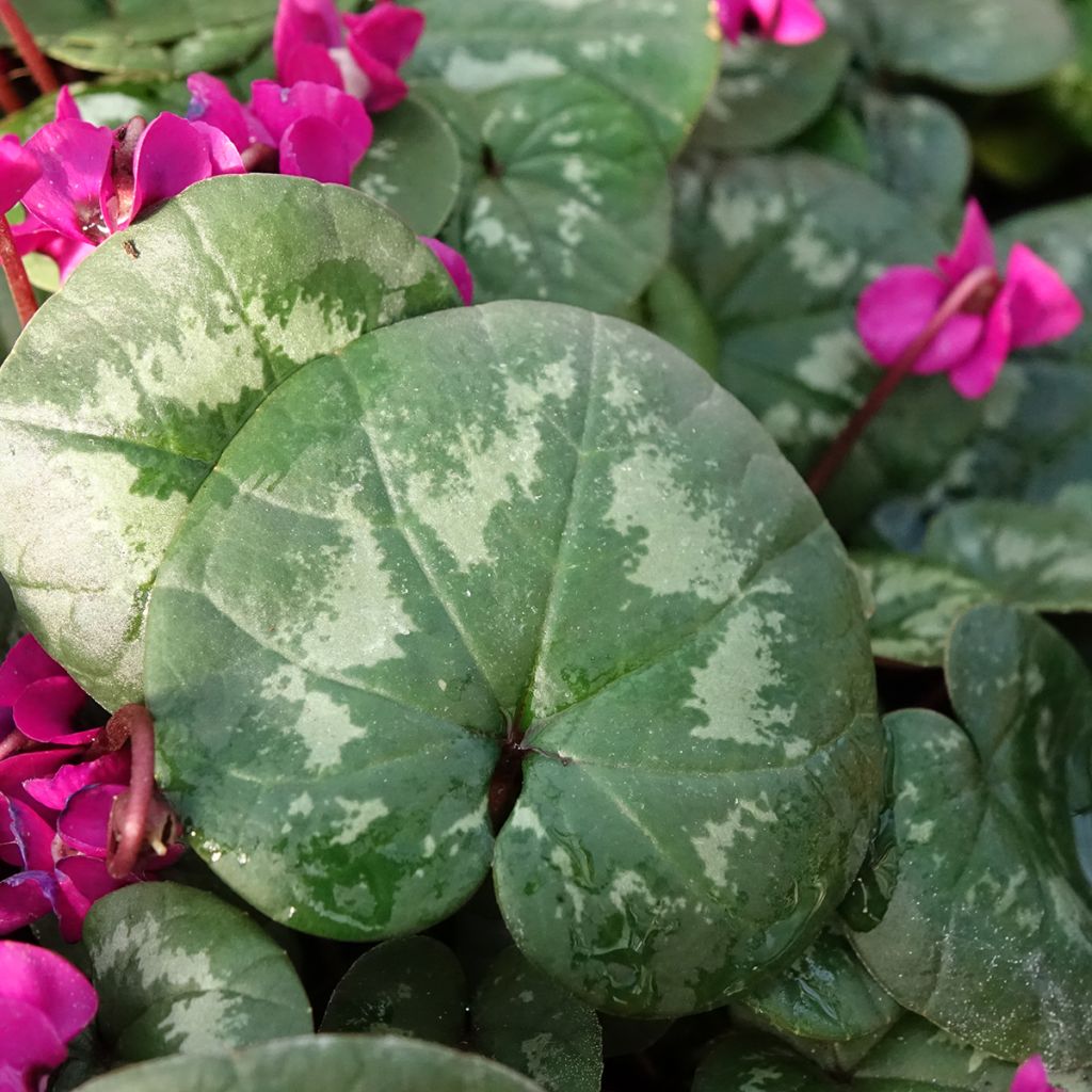 Cyclamen coum Meaden's Crimson feuillage marbré - Frühlings Alpenveilche