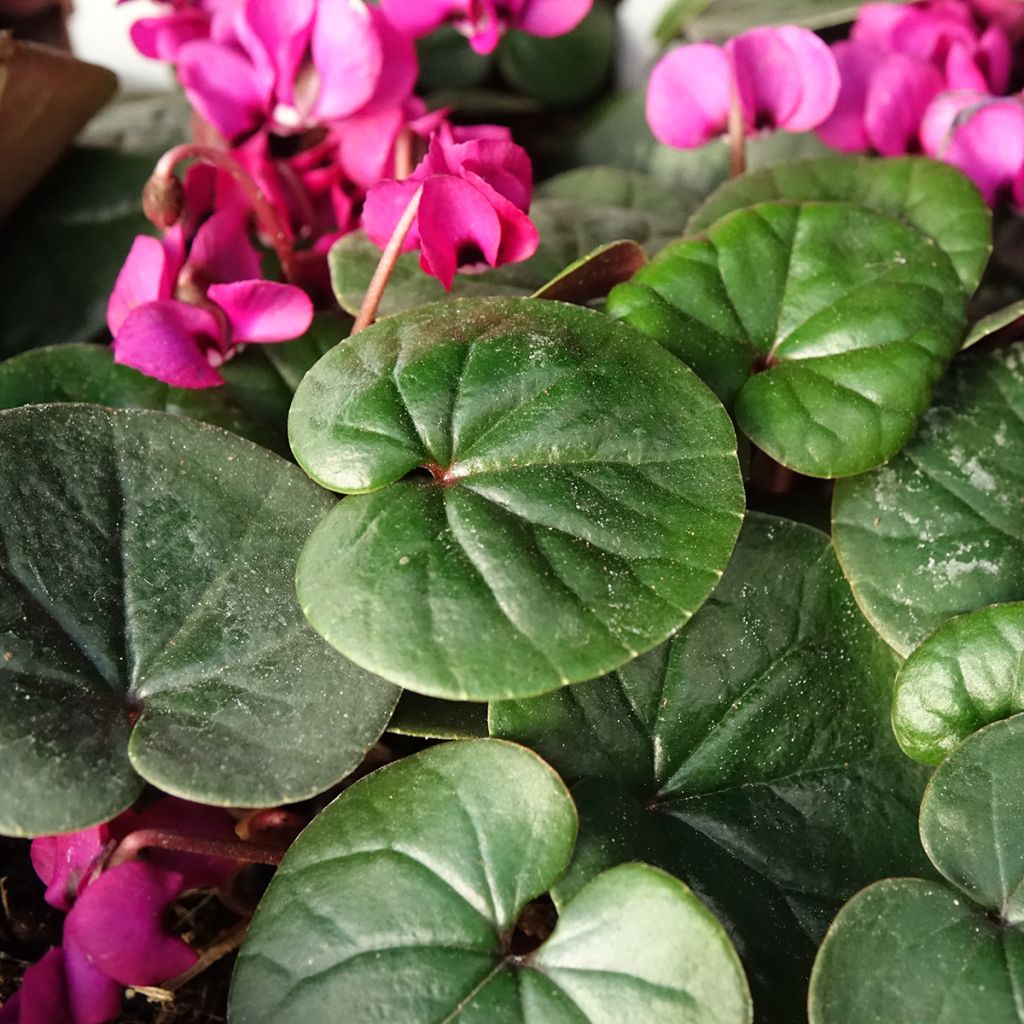 Cyclamen coum Meaden's Crimson feuillage vert - Frühlings Alpenveilche
