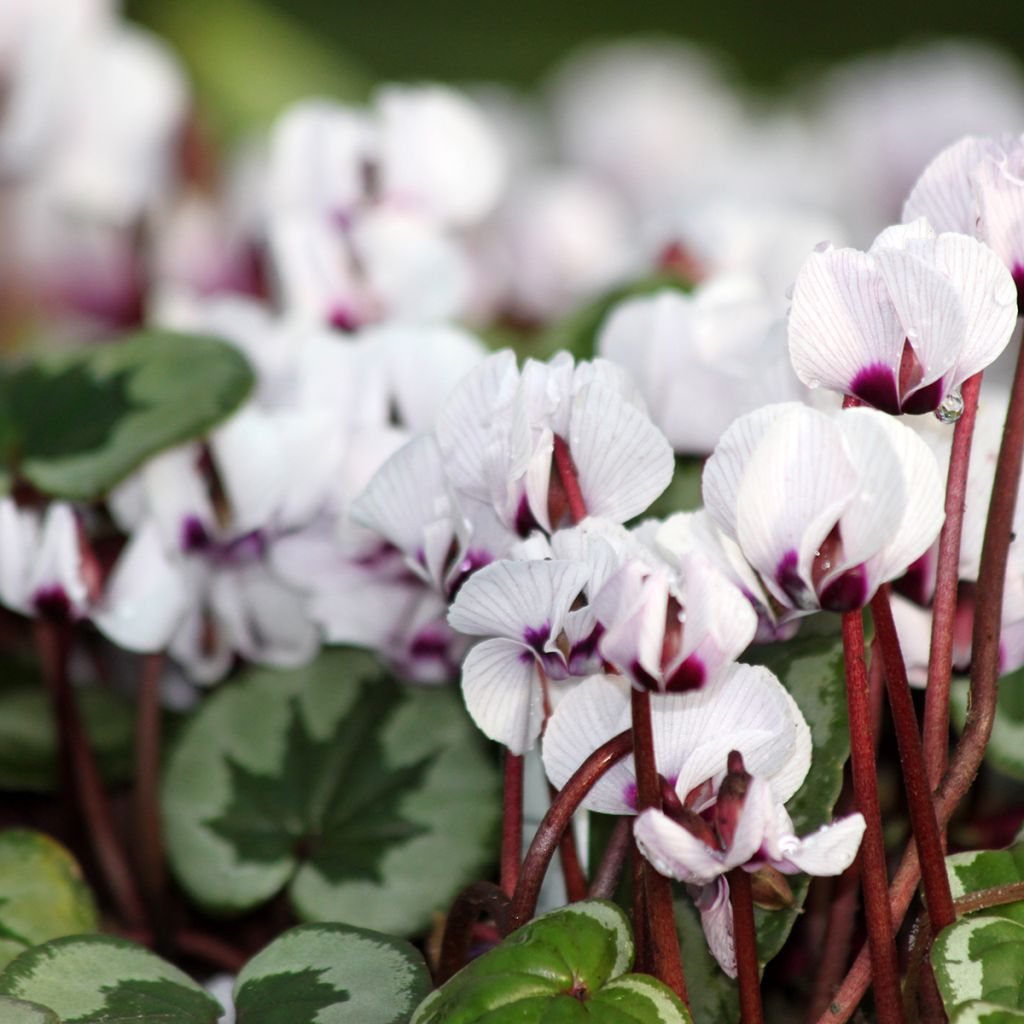 Cyclamen coum f. pallidum Porcelain - Frühlings Alpenveilche