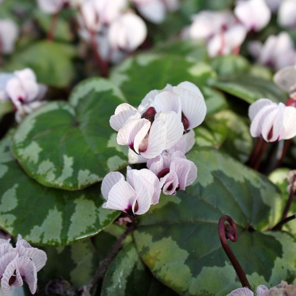 Cyclamen coum f. pallidum Porcelain - Frühlings Alpenveilche