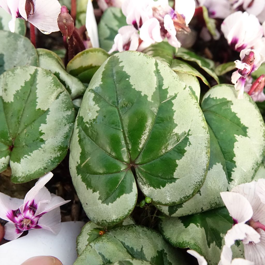 Cyclamen coum f. pallidum Porcelain - Frühlings Alpenveilche