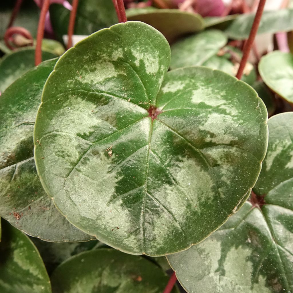 Cyclamen coum Pink Marbel - Frühlings Alpenveilche