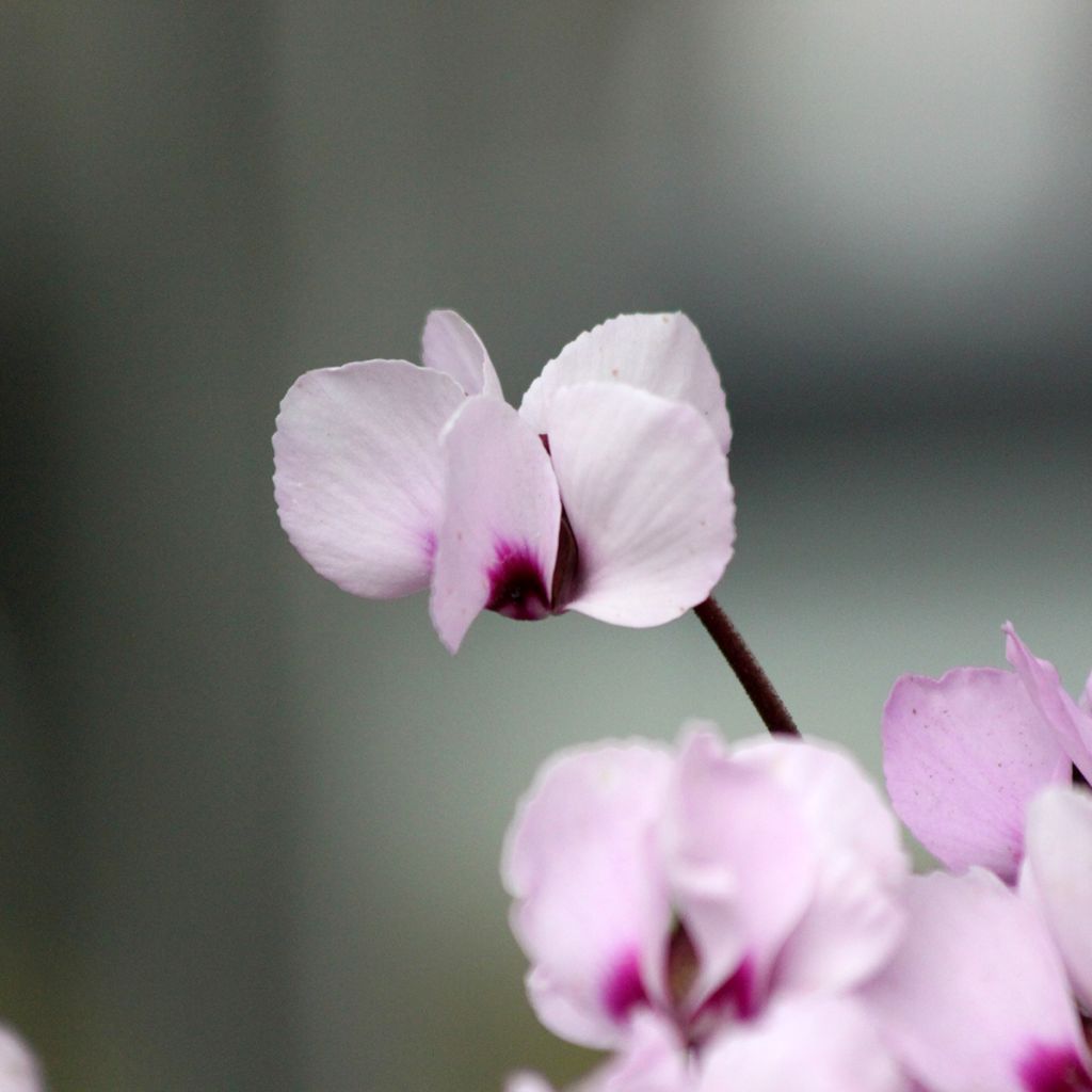 Cyclamen coum Pink Marbel - Frühlings Alpenveilche