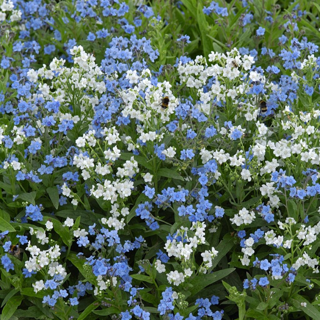 Cynoglossum zeylanicum Chill Out (Samen) - Hundszunge