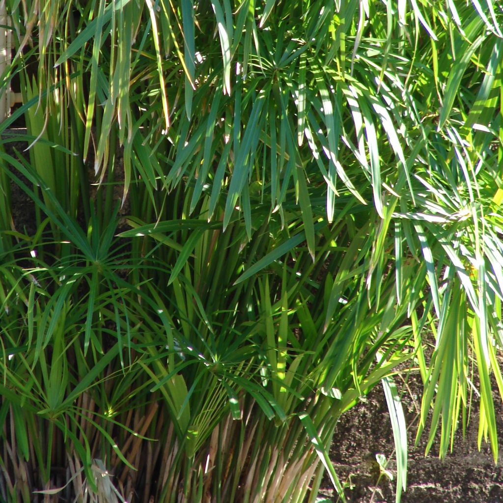 Cyperus involucratus - Zypergras