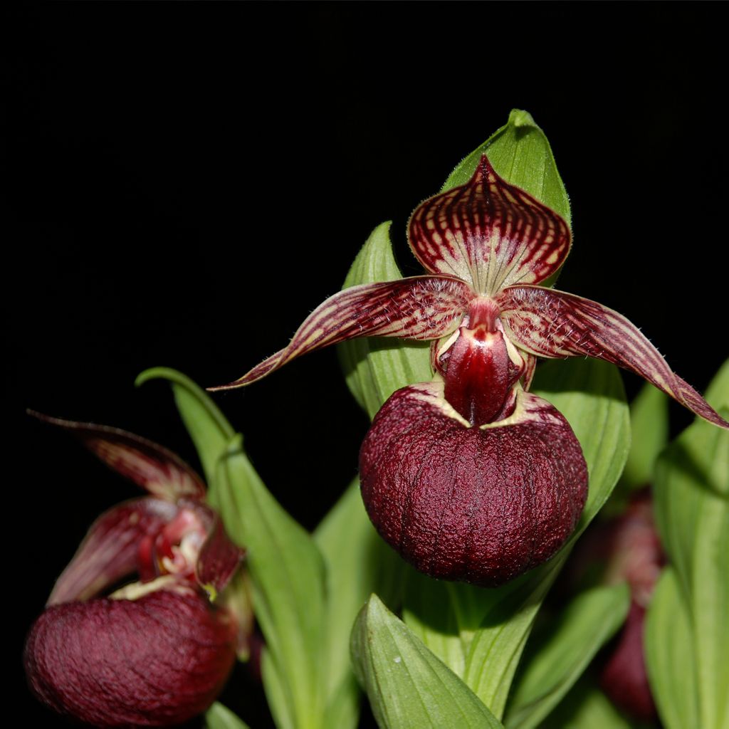Cypripedium tibeticum - Sabot de Vénus rouge et pourpre