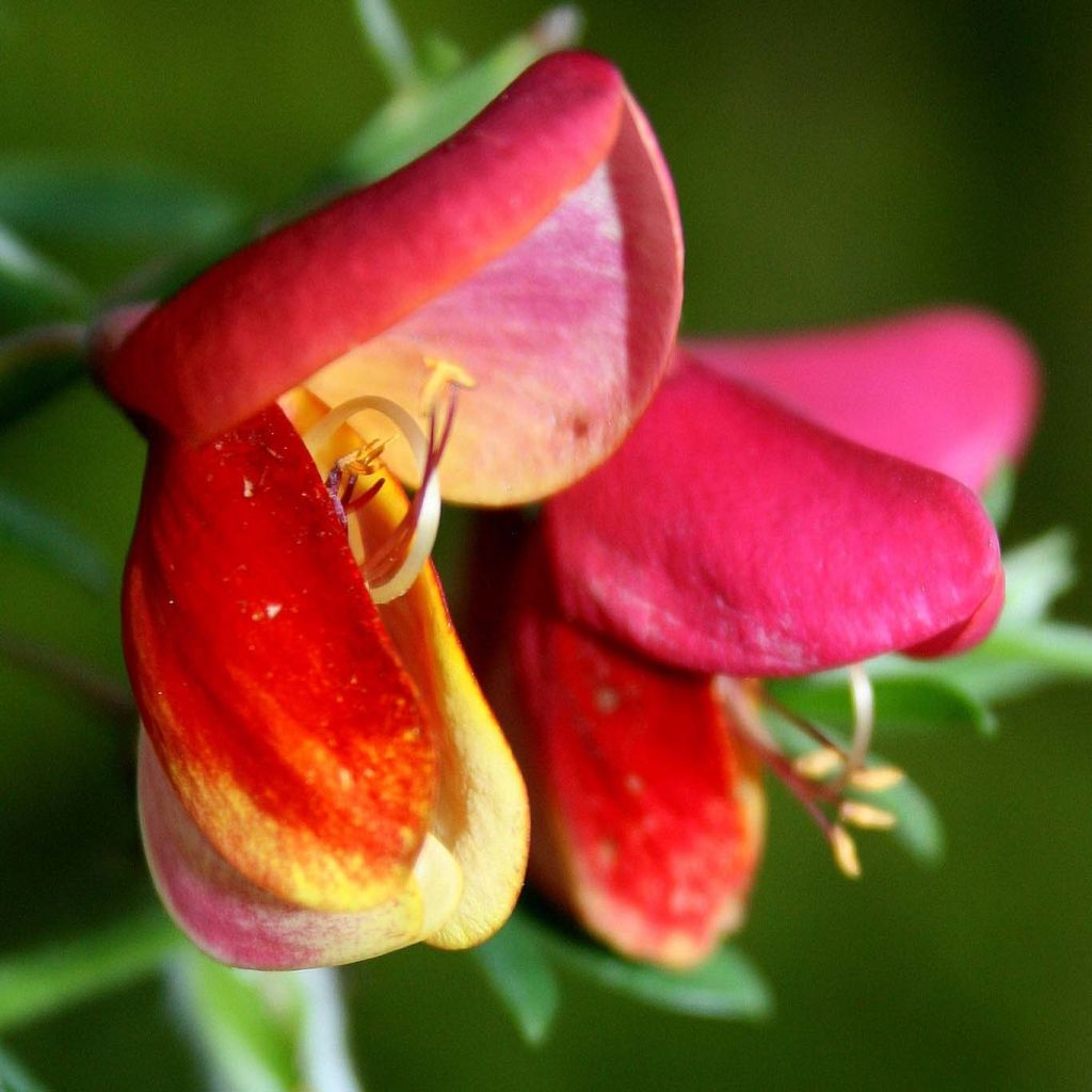 Elfenbeinginster Hollandia - Cytisus praecox