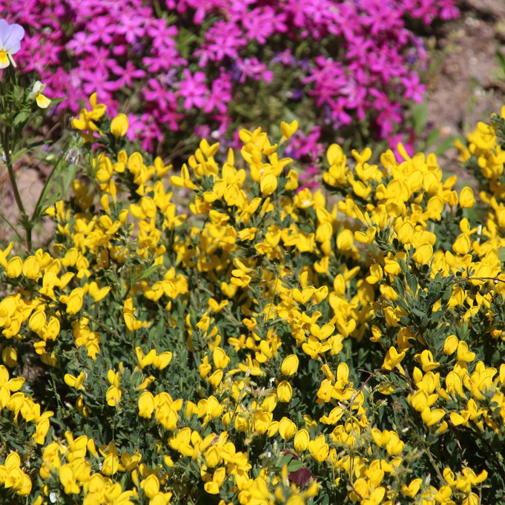 Cytisus decumbens - Niederliegender Geißklee