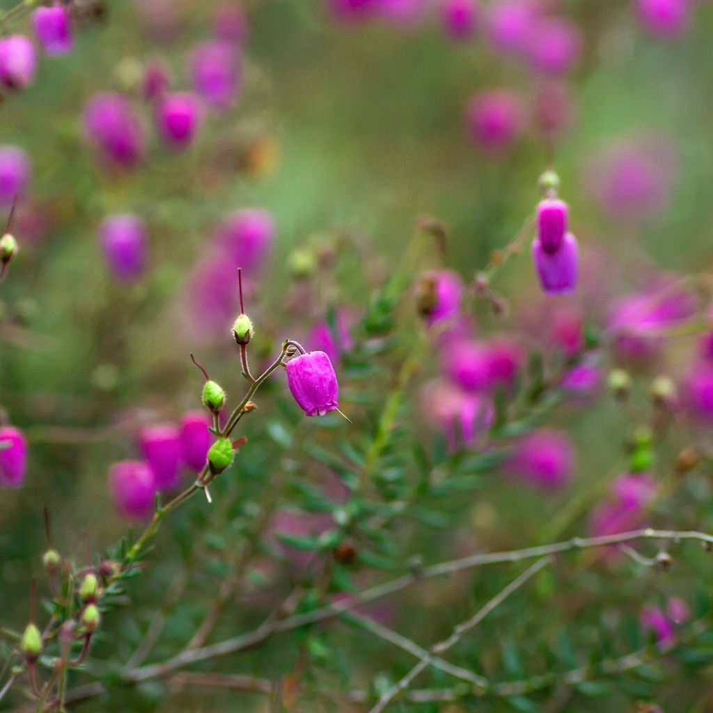 Irische Heide - Daboecia cantabrica