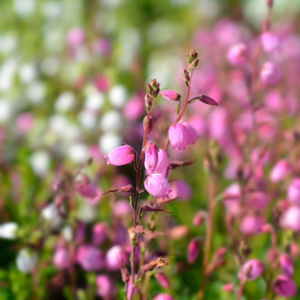 Irische Heide - Daboecia cantabrica