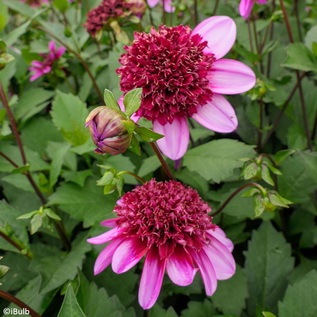Anemonenblütige Dahlie Poodle Skirt
