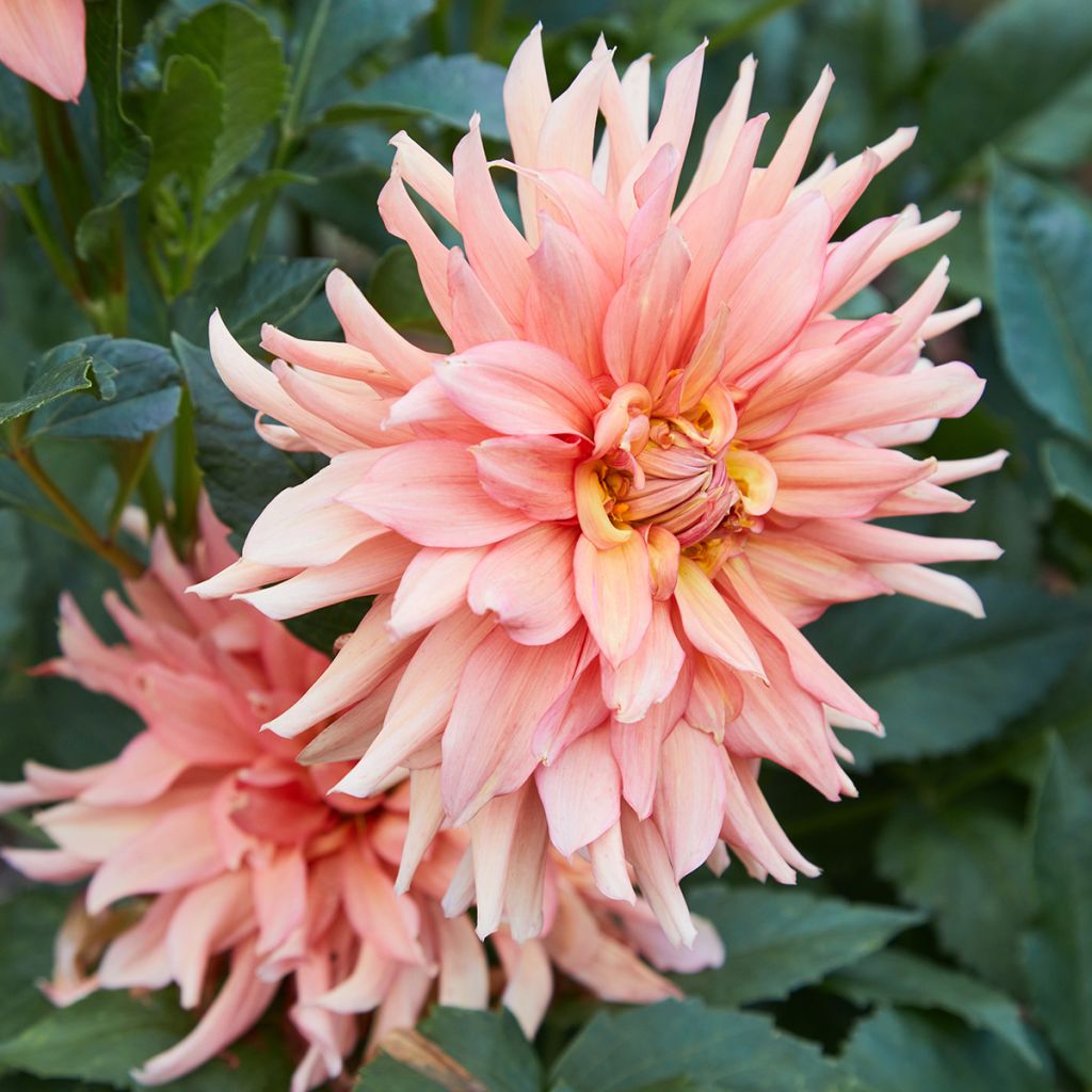 Riesenblütige Dahlie Big Brother