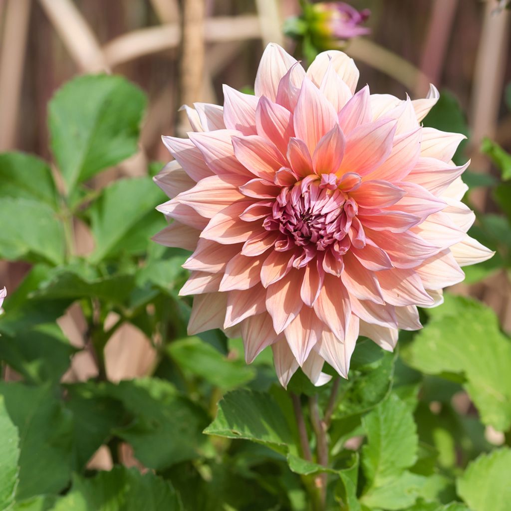 Riesenblütige Dahlie Mango Madness