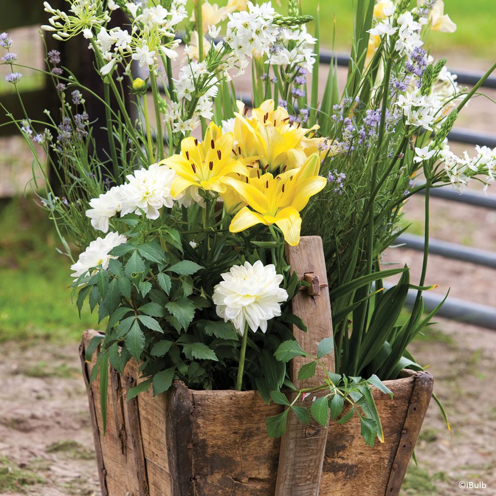 Schmuck-Dahlie Karma Serena