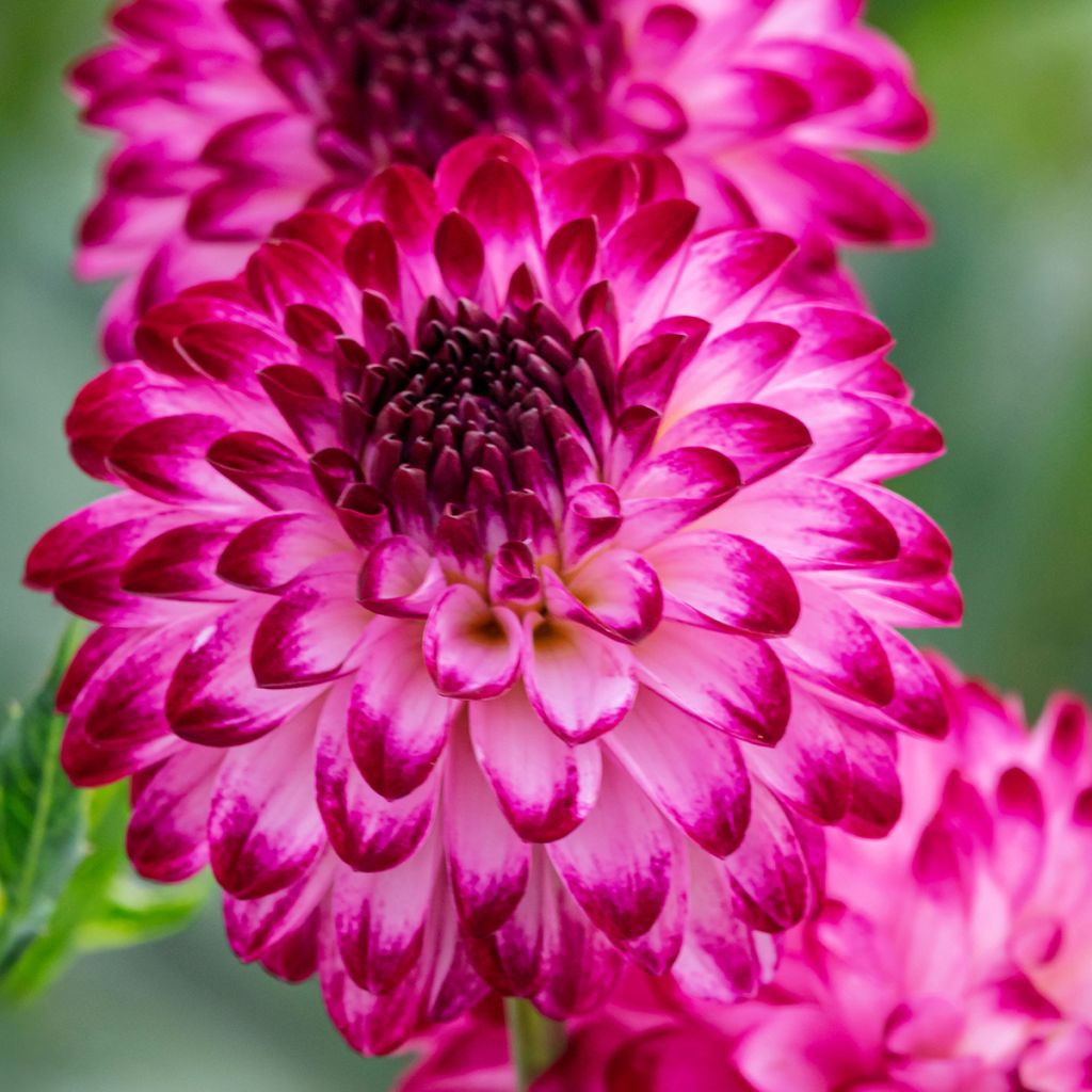 Dekorative Dahlie Little Robert