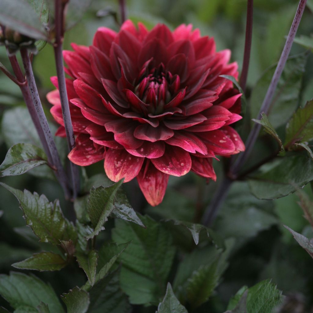 Schmuck-Dahlie After Dusk