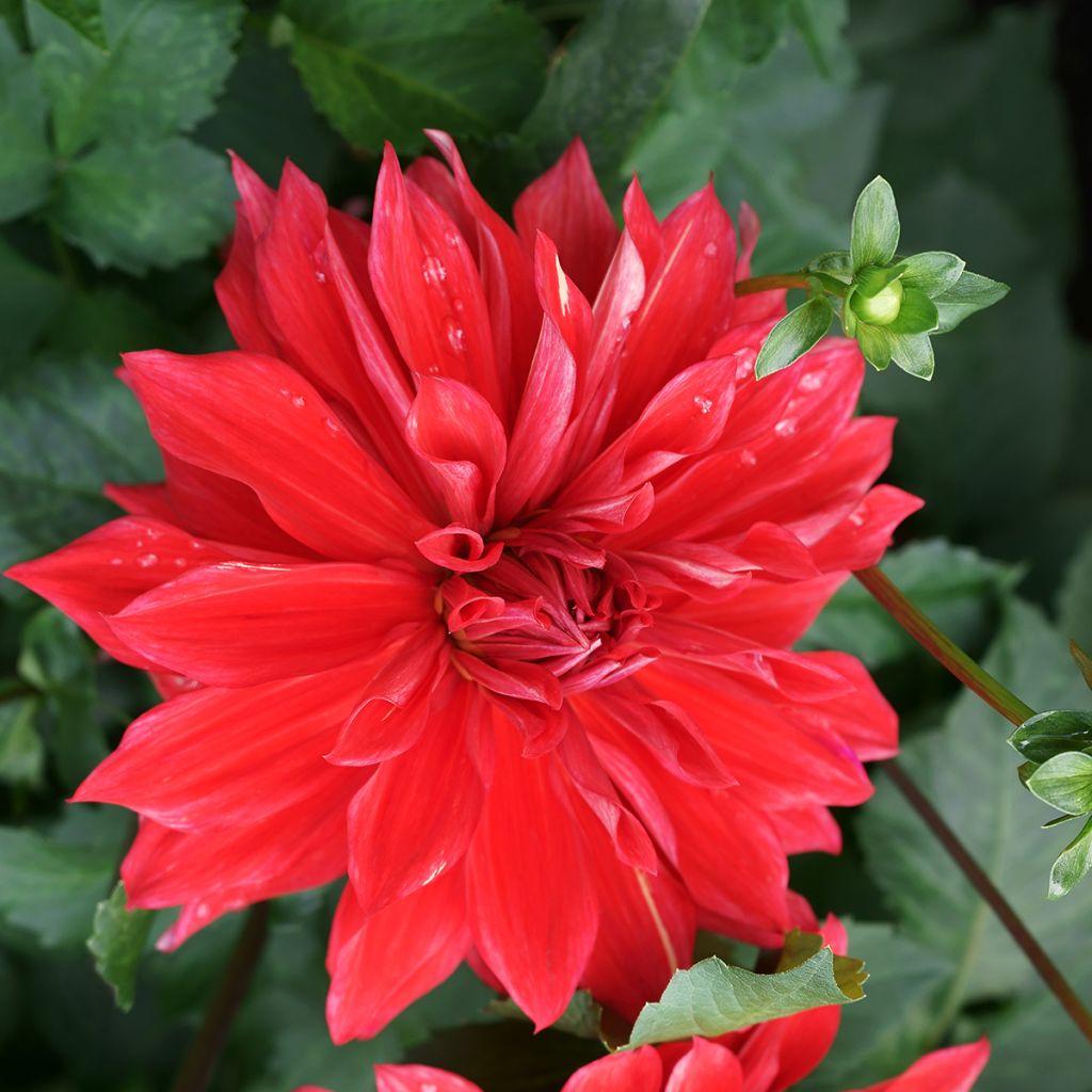 Schmuck-Dahlie Babylon rouge