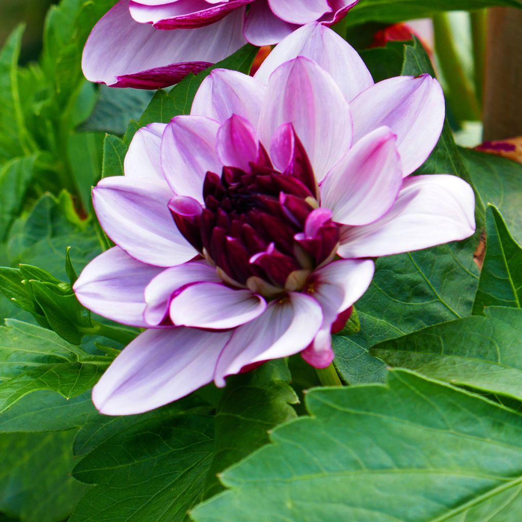 Schmuck-Dahlie Creme de Cassis