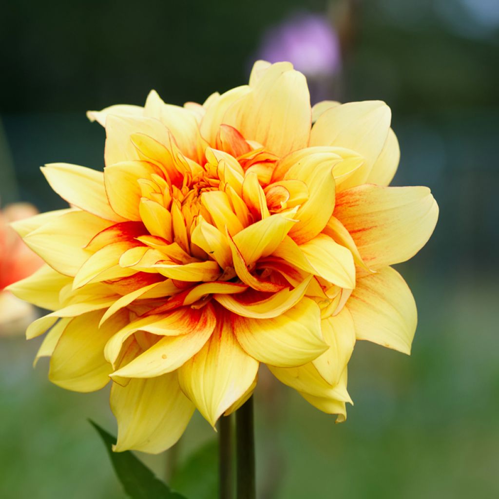 Dekorative DahlieDazzling Sun