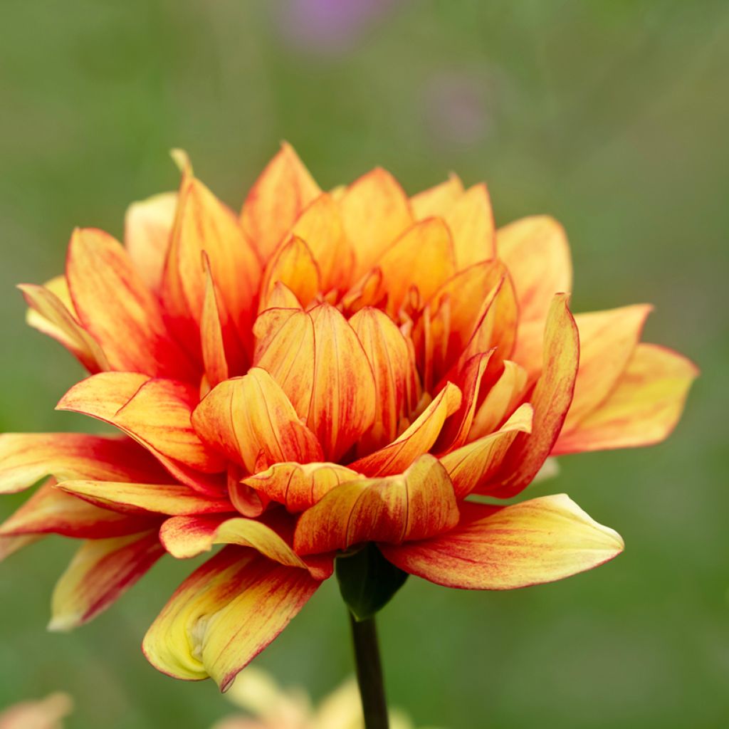 Dekorative DahlieDazzling Sun