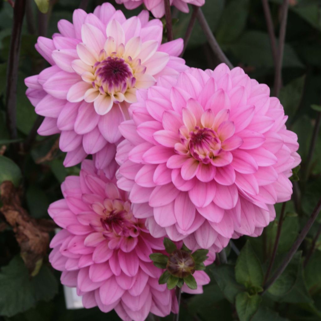 Dahlia décoratif Luka Johanna