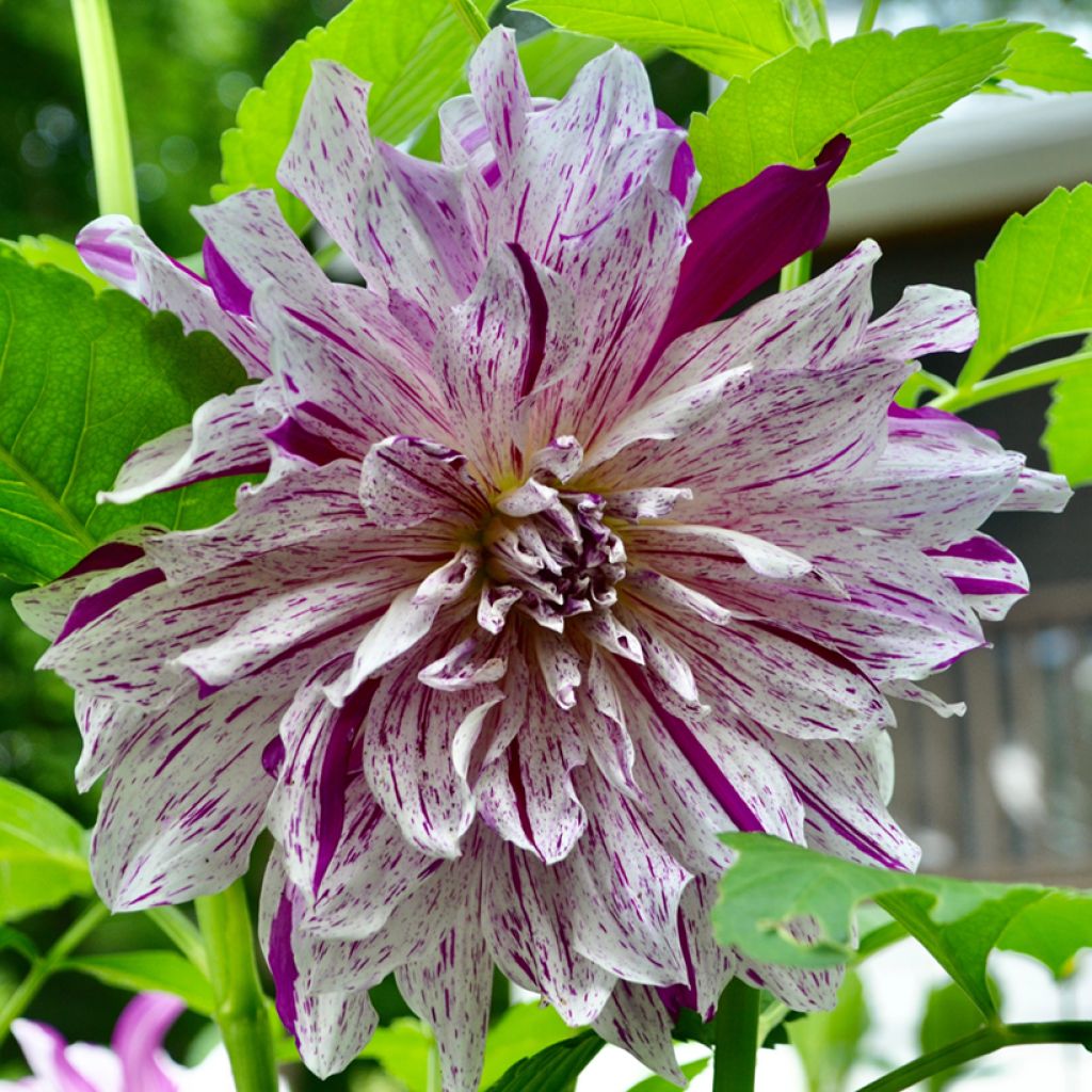 Dekorative Dahlie Taiheiyo