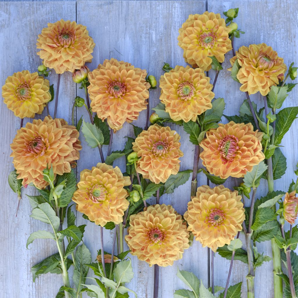 Dekorative Dahlie Caramel