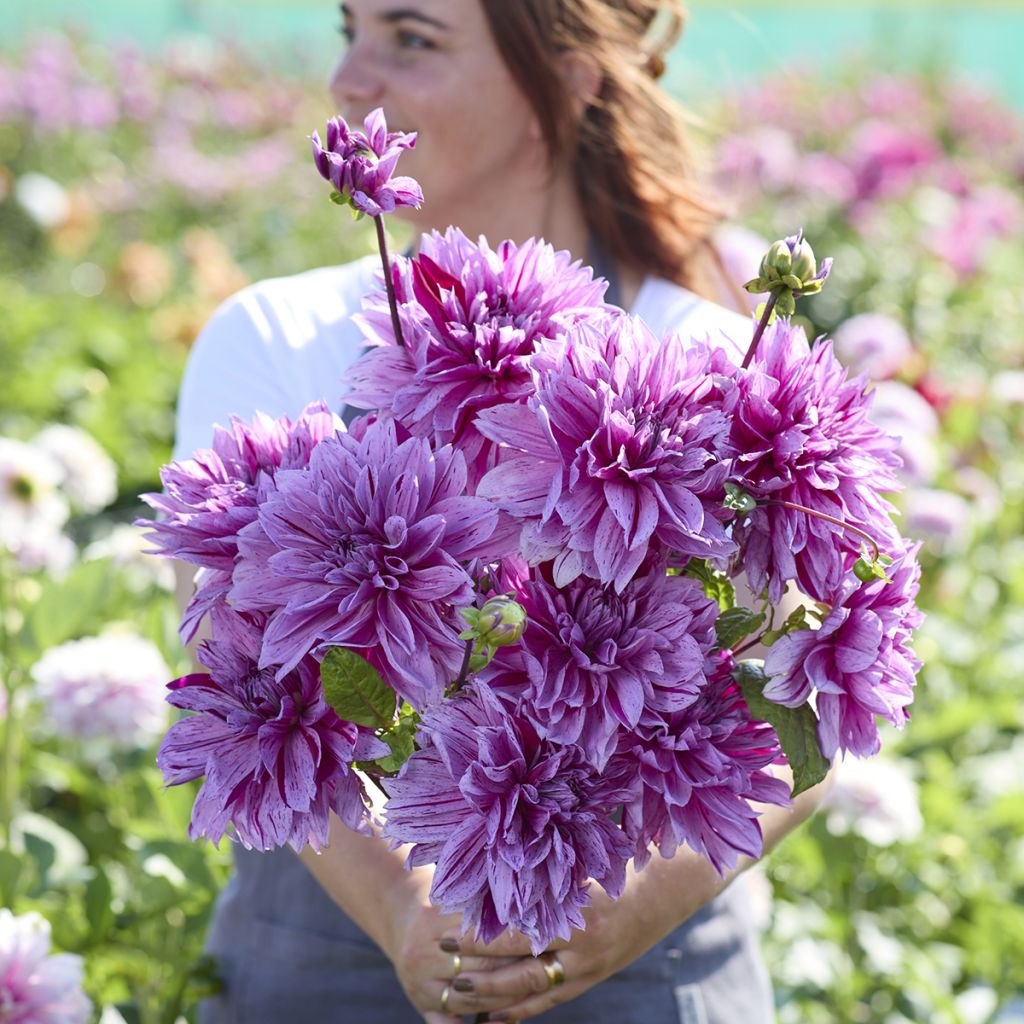 Riesenblütige Dahlie Nikolas Tesla