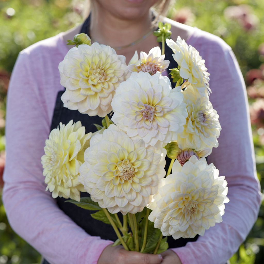 Dekorative Dahlie Alloway Cottage