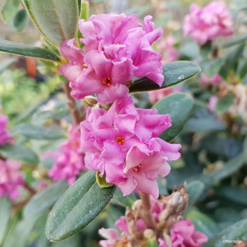 Seidelbast Sweetheart - Daphne