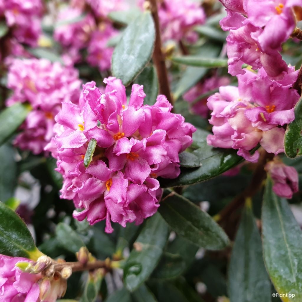 Seidelbast Sweetheart - Daphne