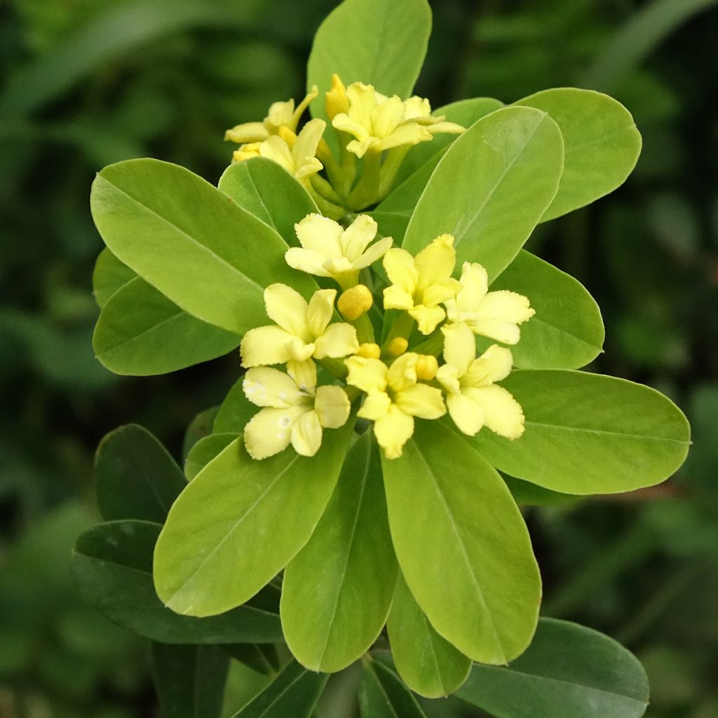 Daphne gemmata Royal Crown - Seidelbast