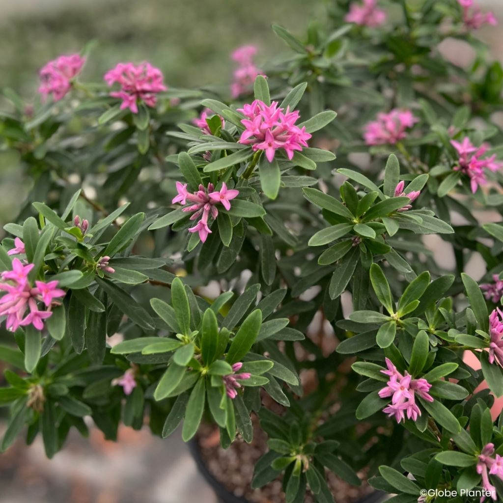 Seidelbast Bella Rose - Daphne x transatlantica