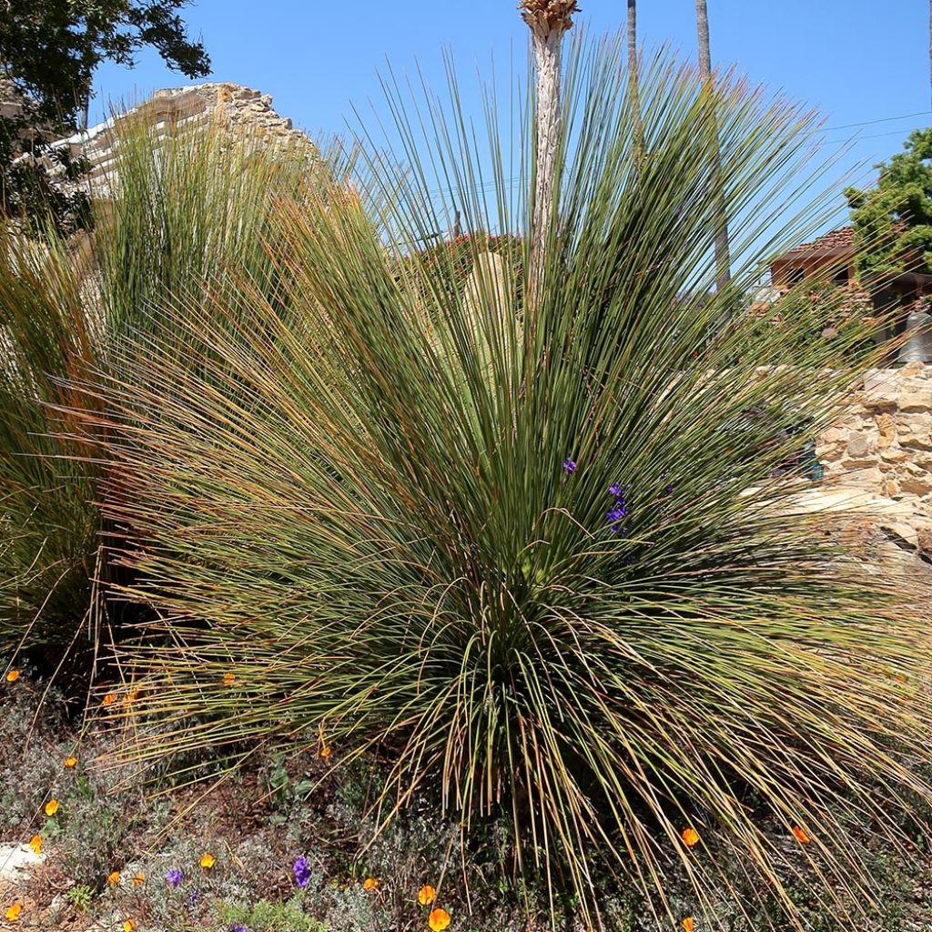 Dasylirion quadrangulatum - Rauhschopf