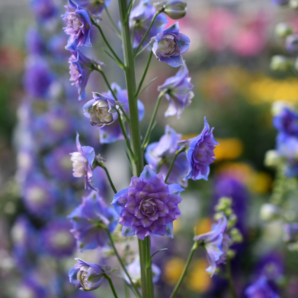 Hoher Rittersporn Highlander Bolero - Delphinium
